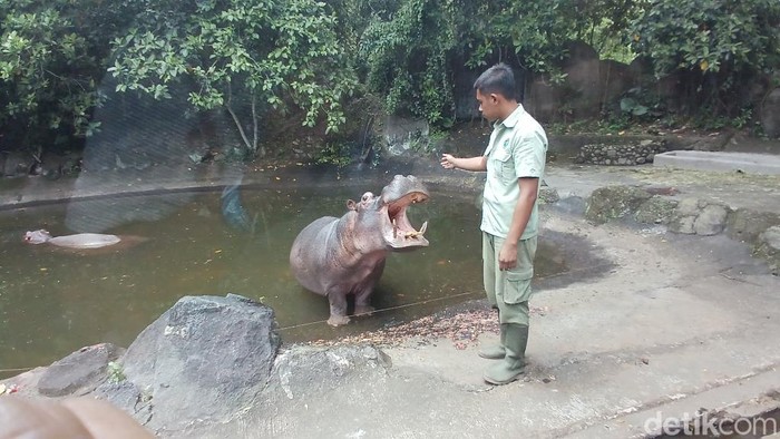 Hanya keeper yang diperbolehkan mendekati kuda nil di area terlarang Taman Safari Prigen.