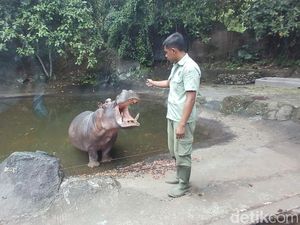 Membahayakan! Pengunjung Taman Safari Prigen Turun Motret di Area Terlarang