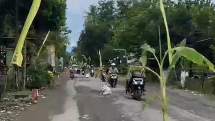 jalan berlubang di blitar ditanam pohon pisang
