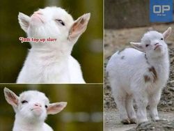 Meme Lebaran: Gimana Lur, THR Sudah Ludes Tak Bersisa?