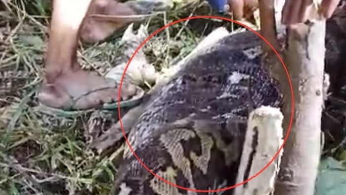 Penampakan ular piton yang memangsa seorang nenek di Sidrap. Dokumen Istimewa