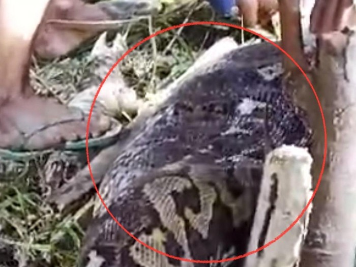 Penampakan ular piton yang memangsa seorang nenek di Sidrap. Dokumen Istimewa