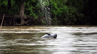 Pesut Mahakam, Satwa Gemoy yang Terancam Hutan Gundul dan Sungai Tercemar
