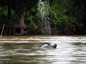 Alert, Pesut Mahakam Tinggal 62 Ekor!