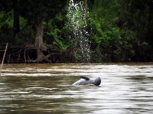 Pesut Mahakam, Satwa Gemoy yang Terancam Hutan Gundul dan Sungai Tercemar