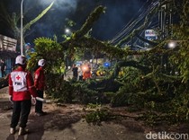 2 Orang Terluka gegara Tertimpa Pohon Tumbang di Cianjur