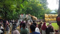 Wisata ramai melihat jerapah di KBS. Lonjakan pengunjung terlihat jelas pada H+1 Lebaran, di mana KBS berhasil menarik sekitar 12.500 pengunjung. Foto: Auliyau Rohman/detikJatim