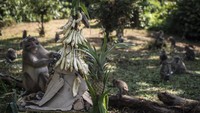 Tujuannya sebagai wujud puji syukur masyarakat setempat kepada Tuhan yang Maha Esa. 