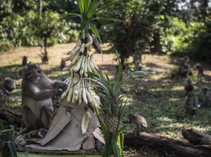 Memberi Makan Monyet-monyet Goa Kreo, Merawat Warisan Sunan Kalijaga