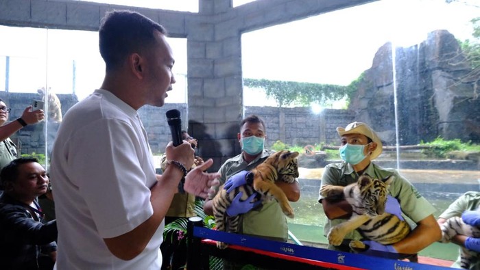 Wali Kota Solo Respati Ardi saat melihat tiga bayi harimau jenis Benggala di Solo Safari, Rabu (2/4/2025).