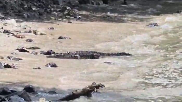 Ada buaya di tempat wisata Merak Belantung