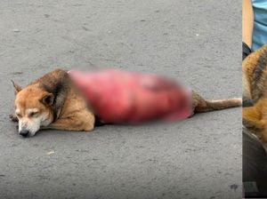 Biadab Sekali, Anjing Liar di Malaysia Mati Setelah Dikuliti Hidup-hidup