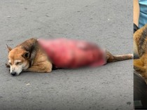 Biadab Sekali, Anjing Liar di Malaysia Mati Setelah Dikuliti Hidup-hidup
