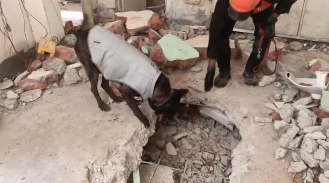 K9 Polri bernama Walet diterjunkan untuk menemukan korban-korban genpa Myanmar, yang masih terjebak direruntuhan.