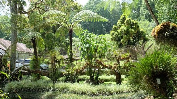 Kebun Raya Bali / Kebun Raya Bedugul. (Dok. Kebun Raya Bali)