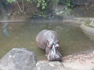 Taman Safari Prigen Ungkap Kronologi Wisatawan Turun Mobil di Area Terlarang