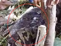 Detik-detik Warga Belah Perut Ular Piton 6 Meter yang Telan Wanita di Sidrap