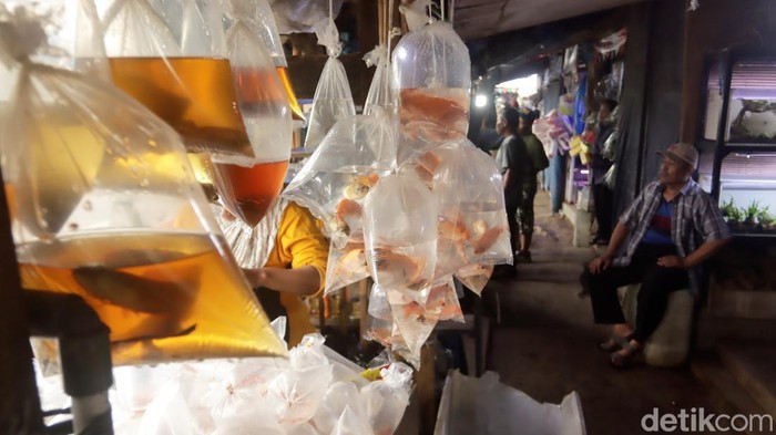 Pasar Ikan Hias Muara Bandung