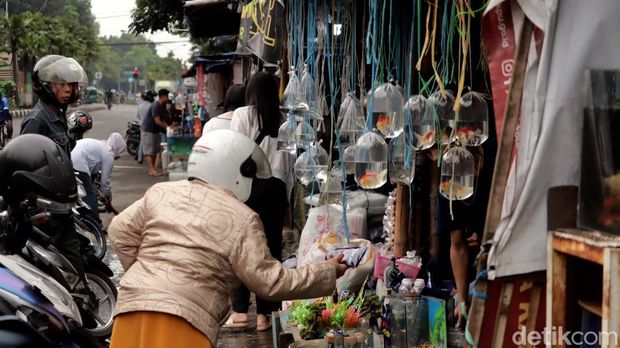 Pasar Ikan Hias Muara Bandung