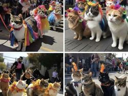 Pencinta Kucing Pasti Suka Lihat Foto-foto Menggemaskan Ini