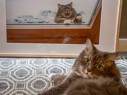 Pencinta Kucing Pasti Suka Lihat Foto-foto Menggemaskan Ini