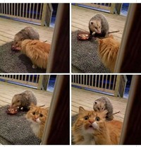 Bagi kalian yang sangat menyukai kucing, pasti suka dengan deretan foto menggemaskan ini. Kalau tidak percaya, lihat deh.