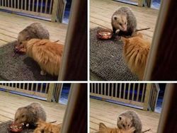 Pencinta Kucing Pasti Suka Lihat Foto-foto Menggemaskan Ini