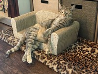 Bagi kalian yang sangat menyukai kucing, pasti suka dengan deretan foto menggemaskan ini. Kalau tidak percaya, lihat deh.