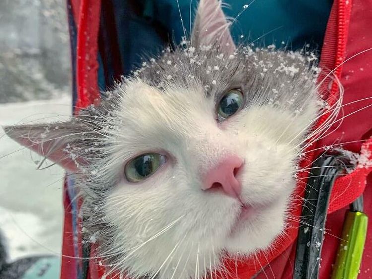 Pencinta Kucing Pasti Suka Lihat Foto-foto Menggemaskan Ini