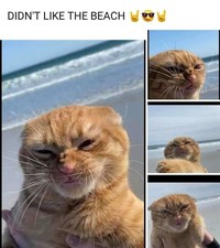 Bagi kalian yang sangat menyukai kucing, pasti suka dengan deretan foto menggemaskan ini. Kalau tidak percaya, lihat deh.