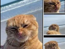 Pencinta Kucing Pasti Suka Lihat Foto-foto Menggemaskan Ini