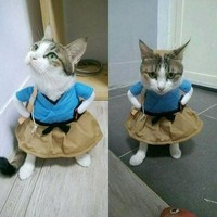 Bagi kalian yang sangat menyukai kucing, pasti suka dengan deretan foto menggemaskan ini. Kalau tidak percaya, lihat deh.