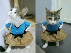 Pencinta Kucing Pasti Suka Lihat Foto-foto Menggemaskan Ini