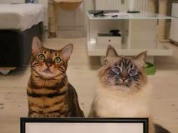Pencinta Kucing Pasti Suka Lihat Foto-foto Menggemaskan Ini