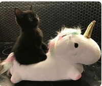 Bagi kalian yang sangat menyukai kucing, pasti suka dengan deretan foto menggemaskan ini. Kalau tidak percaya, lihat deh.
