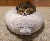 Bagi kalian yang sangat menyukai kucing, pasti suka dengan deretan foto menggemaskan ini. Kalau tidak percaya, lihat deh.