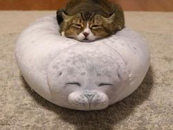 Pencinta Kucing Pasti Suka Lihat Foto-foto Menggemaskan Ini