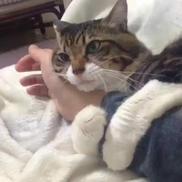 Bagi kalian yang sangat menyukai kucing, pasti suka dengan deretan foto menggemaskan ini. Kalau tidak percaya, lihat deh.