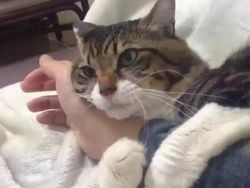 Pencinta Kucing Pasti Suka Lihat Foto-foto Menggemaskan Ini