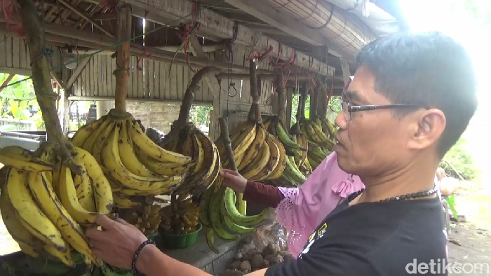 pisang agung khas lereng semeru lumajang