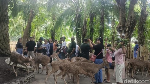 Suasana Bali Zoo saat libur Lebaran, Kamis (3/4/2025). (Ni Komang Ayu Leona Wirawan)
