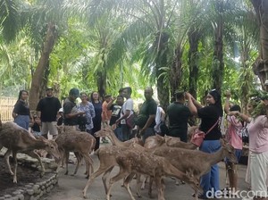 Libur Lebaran, Wisatawan Domestik Dominasi Kunjungan Bali Zoo