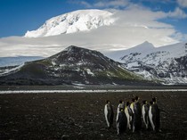 Tarif Trump Sasar Semua Tempat, Bahkan Pulau yang Cuma Dihuni Penguin