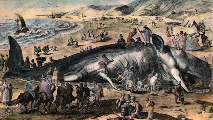 Bangkai paus jadi metode terapi kesehatan di Australia pada 1890-an.