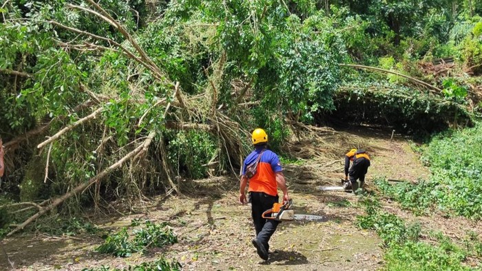 BPBD saat melakukan penanganan pohon beringin tumbang di Desa Ngis, Kecamatan Manggis, Jumat (4/4/2025). (dok. BPBD Karangasem)