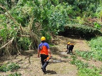 Lapuk, Beringin Berusia Puluhan Tahun di Karangasem Tumbang