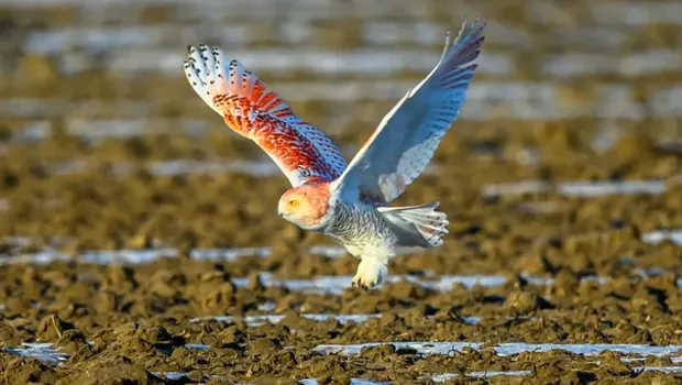 Burung hantu salju dengan bulu berwarna jingga di Michigan.