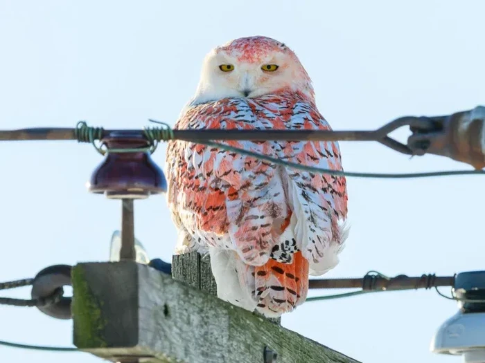 Burung hantu salju dengan bulu berwarna jingga di Michigan.