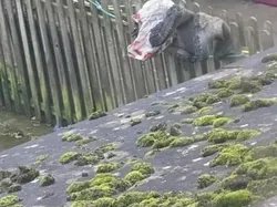 Awas Terkecoh dengan Deretan Foto Ini, Lihat Dua Kali Biar Tak Keliru