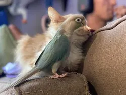 Awas Terkecoh dengan Deretan Foto Ini, Lihat Dua Kali Biar Tak Keliru